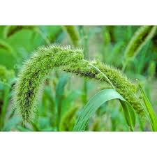 Image result for Setaria italica