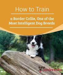 See Our Exciting Images Read Information On German Shepherd Check The Webpage For More Info Border Collie Puppy Training Border Collie Training Dog Breeds