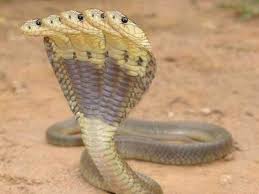 I Found An Article About The Existence Of A Five Headed Snake Found In A Temple In Karnataka India Of Course That Is King Cobra Snake Cobra Snake Snake Photos