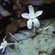 Image result for Platycoryne pervillei