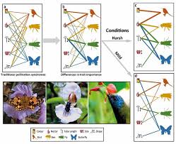 Image result for Distephanus biafrae
