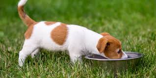 Affordable pet vet clinic has served the tracy area since 2012. Tracy Animal Hospital News