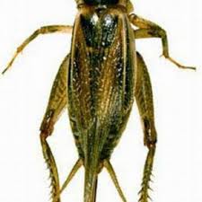Like his fan page and show him some love. House Cricket Is Black And Yellowish Brown Download Scientific Diagram