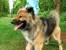 Keeshond Mix