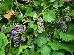 Not only pets, even wild animals can be funny and can do stupid things, which will make you laugh for sure! Michigan Grape Scouting Report July 29 2020 Grapes