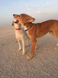 Current pet adverts 'pennypaws rescue uk' currently has the following 3 pet listings. About Paws Rescue Uk Paws Rescue Uk