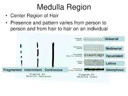 Hair Analysis Ppt Download
