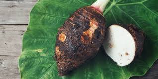 You can grow this pretty tropical plant as an ornamental or harvest the roots and leaves to use in the kitchen.either way they make great container plants. Taro Exotische Schwester Der Kartoffel