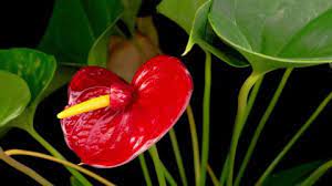 Anthurium Flower Time Lapse Best Flower Wallpaper
