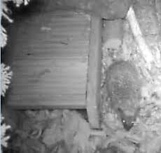 Das unternehmen wird beim amtsgericht 89073 ulm unter der. Wo Kocht Der Igel Eigentlich Sein Ei Gartenblock