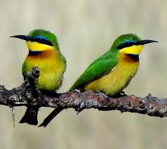 It breeds in southeastern asia. Blue Breasted Bee Eater Wikipedia