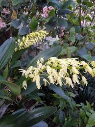 Sydney Rock Orchid Steemit
