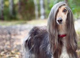 I M At The Point In My Life Where I Consider Wearing My Hair Down As Making An Effort Long Haired Dog Breeds Long Haired Dogs Long Hair Styles