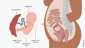 Anatomy of the human body. 14 Weeks Pregnant Symptoms Baby Development Tips Babylist