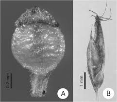 Image result for Rhynchospora brevirostris