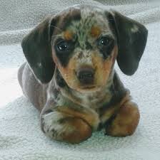 We offer the tools and training you and your dog need to build a strong bond so you can enjoy a bright future together. Mini Doxies Of Tn Home Facebook