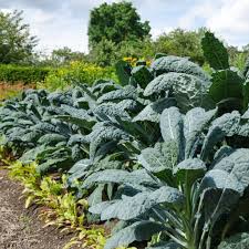 Image result for kadeřávek