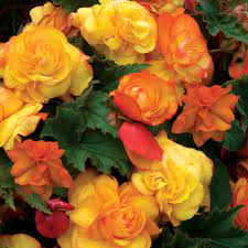 Pin On Photographs Of Flowers