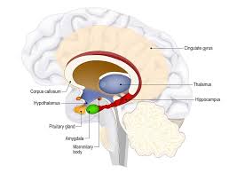 Травматическое повреждение мозга, уровень 1