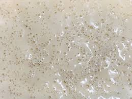 自己的酵母自己養 酸麵種starter by 千千開飯la recipe basic sourdough