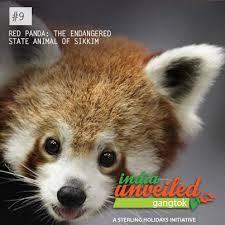 Panda The State Animal Of Sikkim Is Also Known As The Shining Cat Or Lesser Panda In Sikkim It Is Known By The Name Saknam Unusual Animals Animals Red Panda