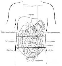 We did not find results for: Illustration Of Nine Abdominal Regions Photograph By Science Source