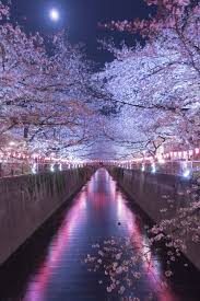 Sakura tree background anime night. Pin On Background