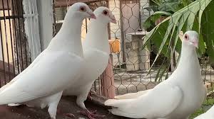 Imagenes de palomas blancas y celestes. Mensajeras Blancas By Jose Lamas