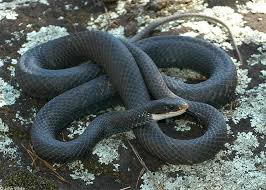 Snakes Of New York Snake Black Racer Reptiles And Amphibians