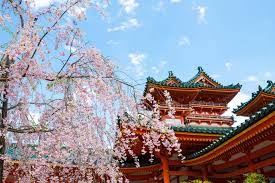 京都的平安神宮可以看到的櫻花絕景是？ | Caede-L'ELISIR [紅楓葉- 愛麗絲亞京都]