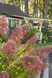 Image result for Gaertnera paniculata