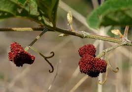 Image result for Ampelocissus multistriata