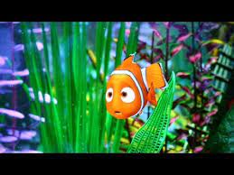 Maybe you would like to learn more about one of these? Budidaya Ikan Badut Ikan Nemo Laptop Si Unyil 15 September 2015 Youtube