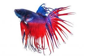 They might send you a black dragon king crown betta fish, or a normal betta fish. 100 Betta Fish Names For All Types Lovetoknow