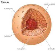 What Is The Nucleus Cells Project Eukaryotic Cell Animal Cell Project