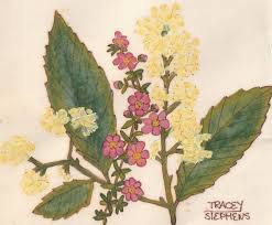 Image result for Callicoma