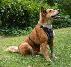 Knowing what to do before you buy can save you time, money and the headaches caused by dealing. The Dog Geek Product Review Canine Friendly Crash Tested Car Harness