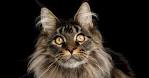Domestic Cat - Cat | National Geographic