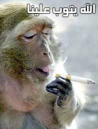 صور مضحكة وغريبة صور مضحكة Monkeys Funny Funny Animal Pictures Cute Funny Animals