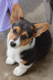 Students from the university of maryland college park and johns hopkins university. Corgi Breeder Colorado Springs The Y Guide
