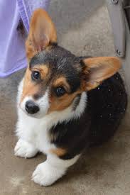 Colorado mountain corgiscolorado mountain corgiscolorado mountain corgis. Snowing In Colorado On Mother S Day Corgi Cricket 13 Weeks Da Corgiphotos Corgi Cute Corgi Corgi Dog