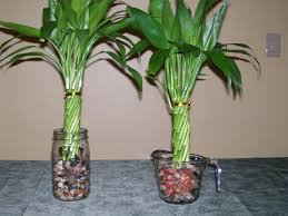 Black Bamboo Plants For Sale Gauteng Hometipster Growing Bamboo Indoors Growing Bamboo Indoors Indoor Bamboo Plant Bamboo Plants