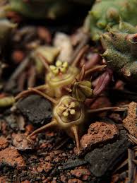 Image result for Huernia verekeri