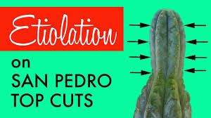 Some of its common uses include treating a broad range of physical, mental and emotional disorders. Etiolation On A San Pedro Cactus Top Cut And How To Avoid It Trichocereus Pachanoi Youtube