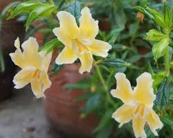 Check spelling or type a new query. Sticky Monkey Flower Sunnyvale Garden