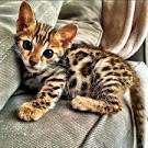 40 Impossibly Beautiful Bengal Kitten pictures