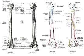Right Humerus Bone Bony Landmarks And Muscular Attachments Massage Therapy School Massage Therapy Head Muscles
