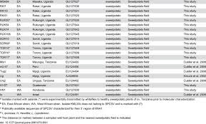 Image result for Lepistemon owariensis