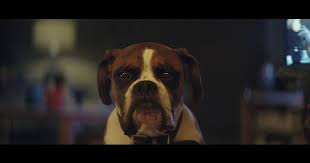 November 23, 2016it's that time of year again when tv ads pull out all the stops and sentimentally bludgeon us till we cry, rage and (hopefully) go shopping. The Animals In John Lewis 2016 Christmas Advert All Have Names And Are Available As Soft Toys Daily Record