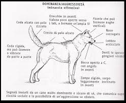 Calmanti per cani, antiansia, antistress e tranquillanti in collari, spray, pastiglie per affrontare ogni situazione senza agitazione. L Aggressivita E I Cani Baiuland Club Kennel